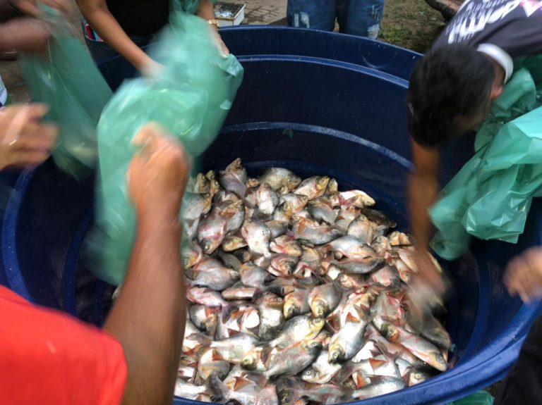 Calvet Filho entrega mais de 10 toneladas de peixes frescos em Rosário