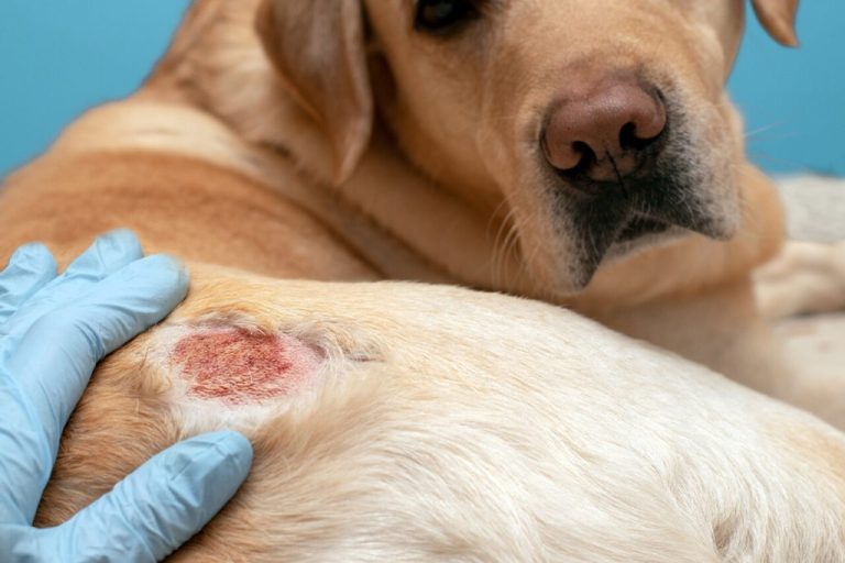 Agosto Verde-Claro alerta para a conscientização e prevenção da leishmaniose, PIF, FIV e FEL