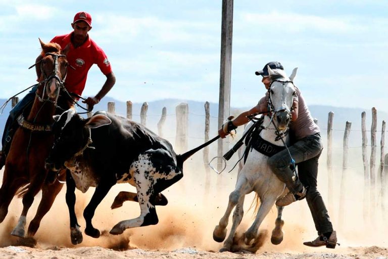 MP recomenda bem-estar animal em vaquejada no Maranhão