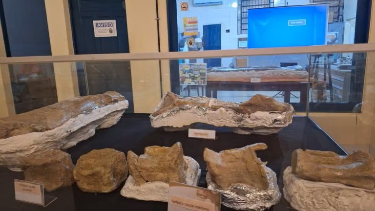 Fósseis do maior dinossauro são expostos em São Luís-MA